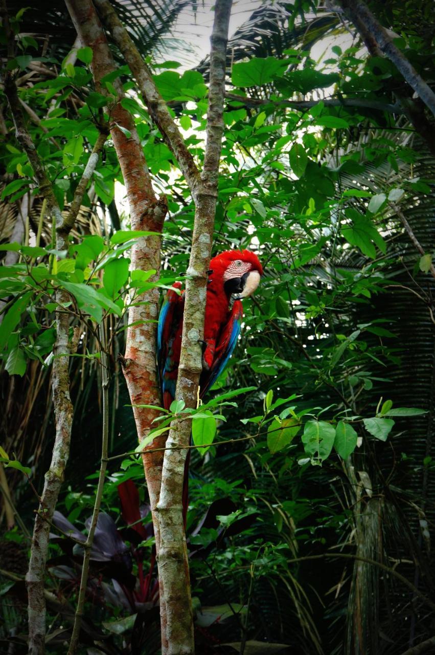 Villa Hermosa De Tambopata Casa Hospedaje & Hostel Puerto Maldonado Kültér fotó